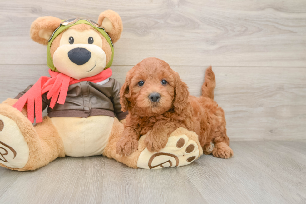 Best Mini Goldendoodle Baby