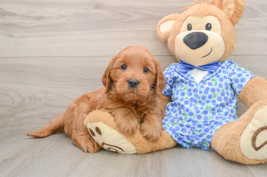 FONZIE, a Mini Goldendoodle littermate