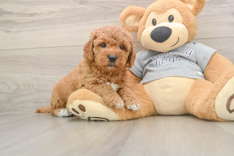 Best Mini Goldendoodle Baby