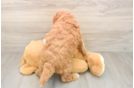Sweet Mini Goldendoodle Baby