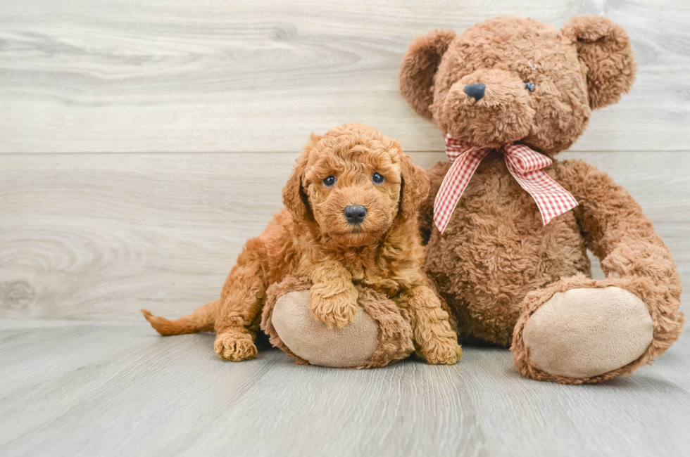 6 week old Mini Goldendoodle Puppy For Sale - Seaside Pups