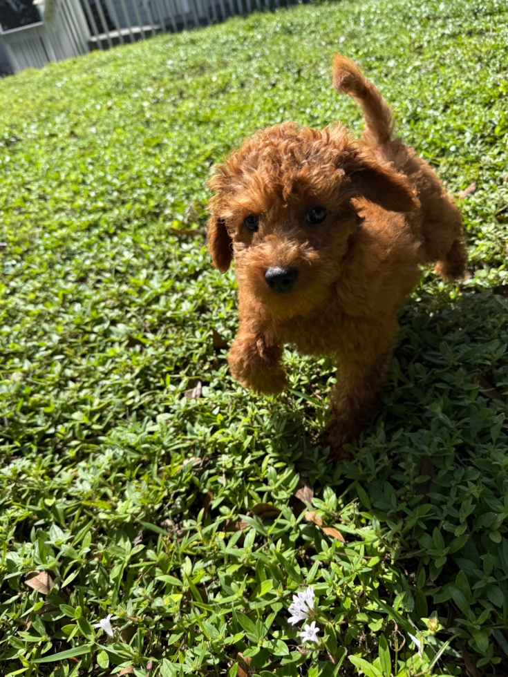 Best Mini Goldendoodle Baby