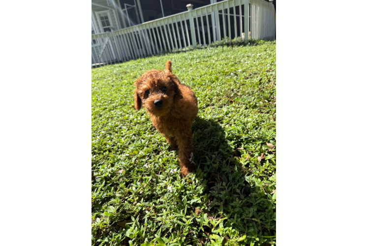 Best Mini Goldendoodle Baby