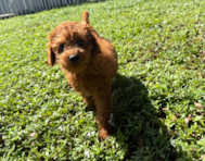 11 week old Mini Goldendoodle Puppy For Sale - Seaside Pups