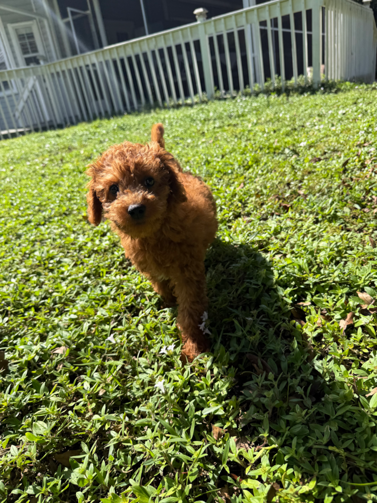 Best Mini Goldendoodle Baby