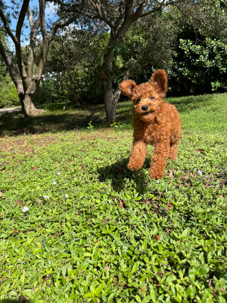 Best Mini Goldendoodle Baby