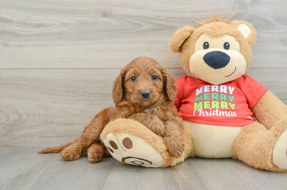 5 week old Mini Goldendoodle Puppy For Sale - Seaside Pups