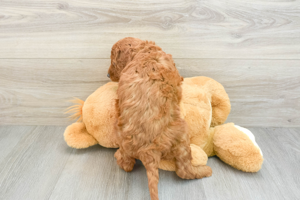 Mini Goldendoodle Puppy for Adoption