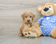 7 week old Mini Goldendoodle Puppy For Sale - Seaside Pups