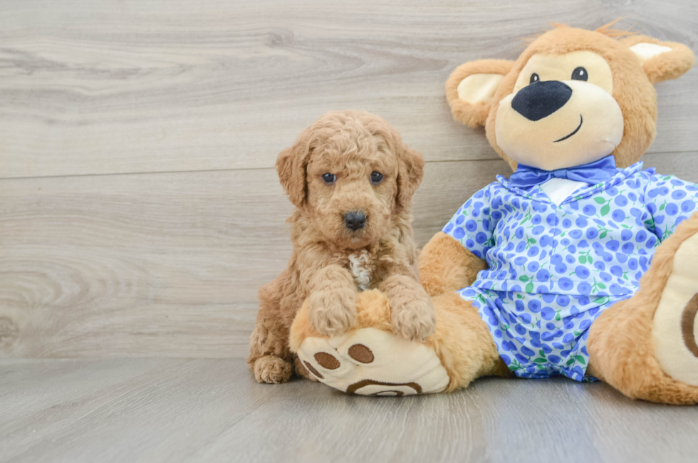 5 week old Mini Goldendoodle Puppy For Sale - Seaside Pups