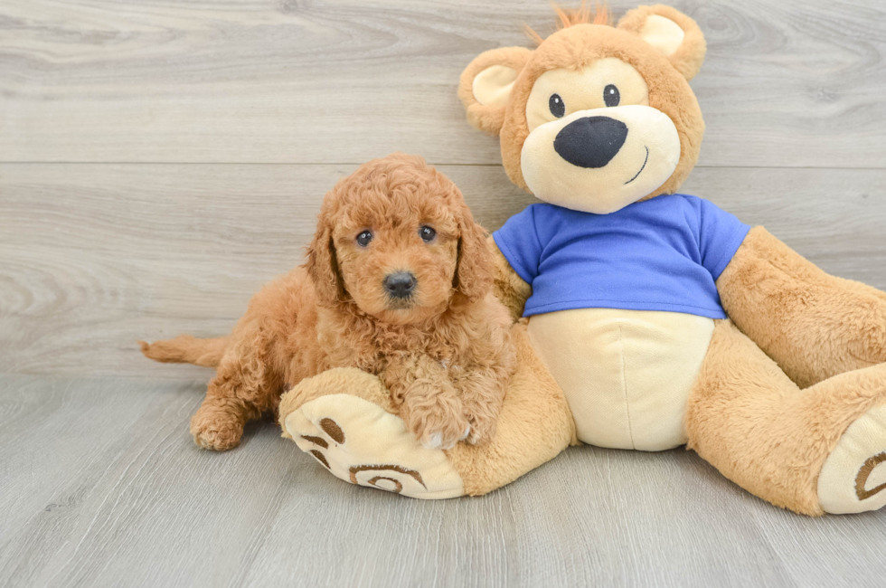 5 week old Mini Goldendoodle Puppy For Sale - Seaside Pups