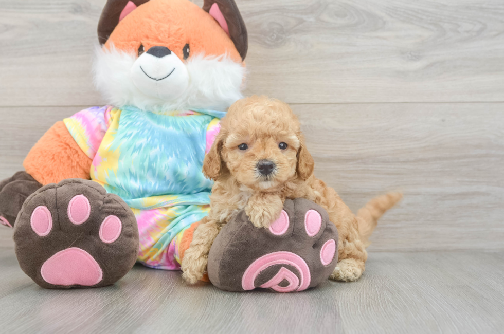 5 week old Mini Goldendoodle Puppy For Sale - Seaside Pups
