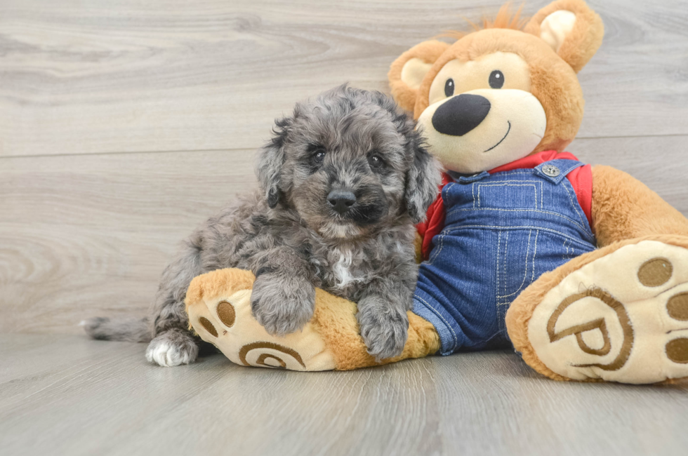 5 week old Mini Goldendoodle Puppy For Sale - Seaside Pups