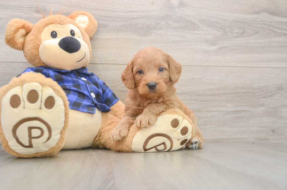 5 week old Mini Goldendoodle Puppy For Sale - Seaside Pups