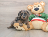 7 week old Mini Goldendoodle Puppy For Sale - Seaside Pups