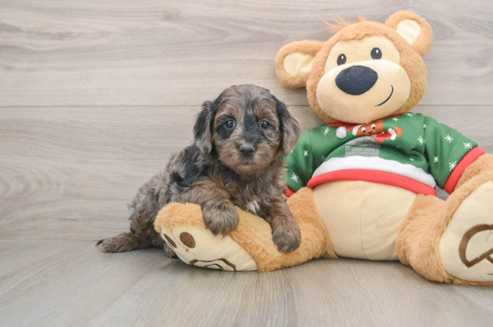 5 week old Mini Goldendoodle Puppy For Sale - Seaside Pups