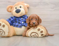 7 week old Mini Goldendoodle Puppy For Sale - Seaside Pups