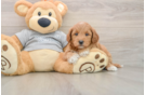 Hypoallergenic Mini Goldiepoo Poodle Mix Puppy