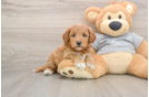 Mini Goldendoodle Puppy for Adoption