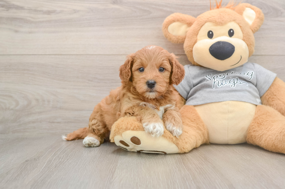 Mini Goldendoodle Puppy for Adoption