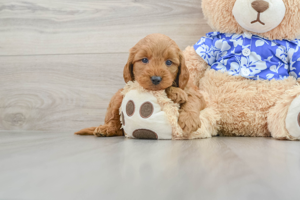 Cute Mini Goldendoodle Baby