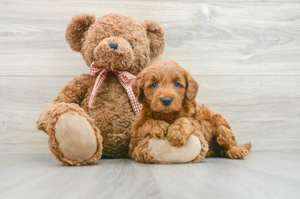 6 week old Mini Goldendoodle Puppy For Sale - Seaside Pups