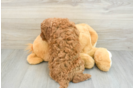 Cute Mini Goldendoodle Baby