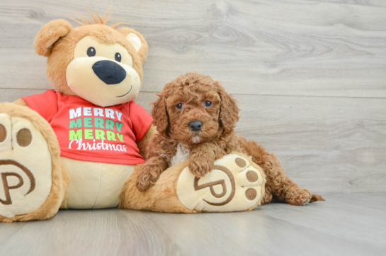 Mini Goldendoodle Puppy for Adoption