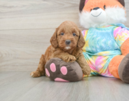 6 week old Mini Goldendoodle Puppy For Sale - Seaside Pups