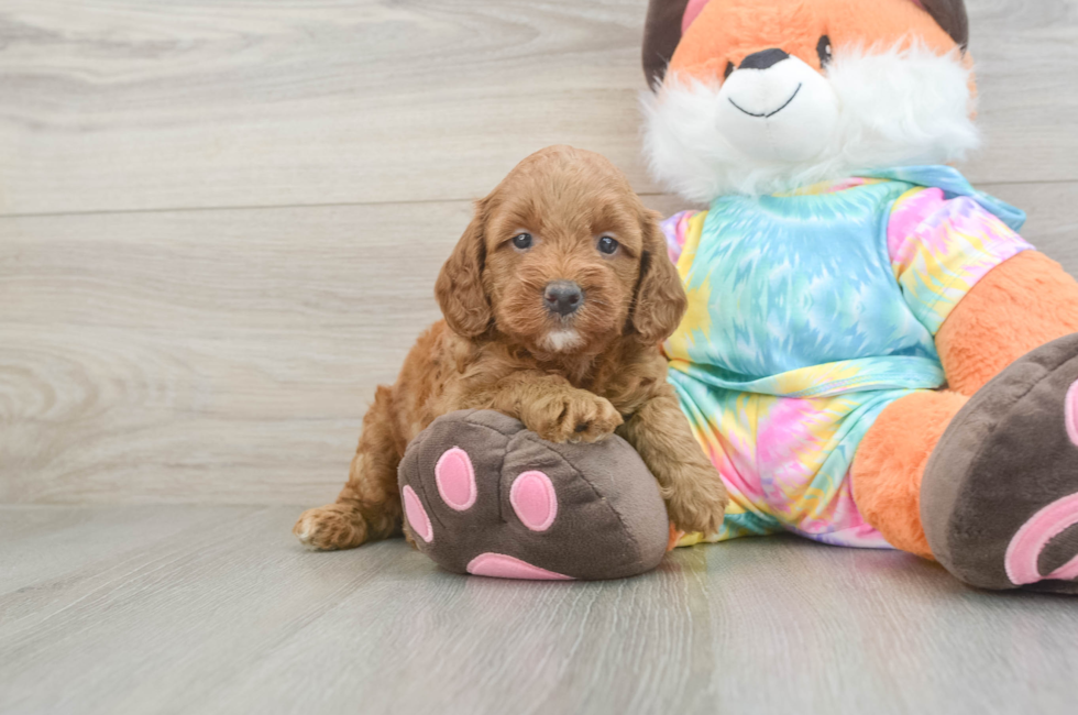 5 week old Mini Goldendoodle Puppy For Sale - Seaside Pups