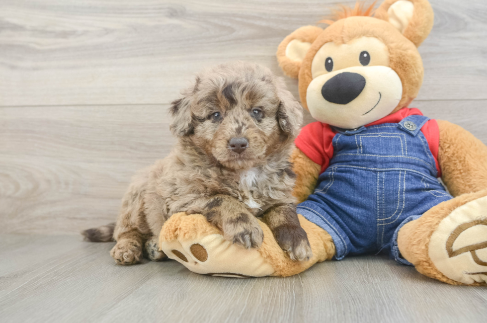 5 week old Mini Goldendoodle Puppy For Sale - Seaside Pups