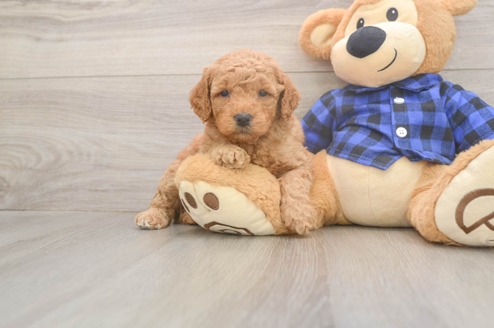 5 week old Mini Goldendoodle Puppy For Sale - Seaside Pups