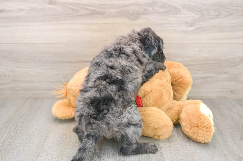 Mini Goldendoodle Pup Being Cute