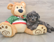 6 week old Mini Goldendoodle Puppy For Sale - Seaside Pups