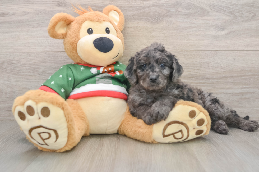 5 week old Mini Goldendoodle Puppy For Sale - Seaside Pups