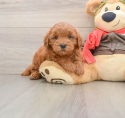 7 week old Mini Goldendoodle Puppy For Sale - Seaside Pups