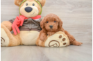 Mini Goldendoodle Pup Being Cute