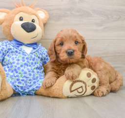 5 week old Mini Goldendoodle Puppy For Sale - Seaside Pups
