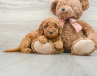 8 week old Mini Goldendoodle Puppy For Sale - Seaside Pups