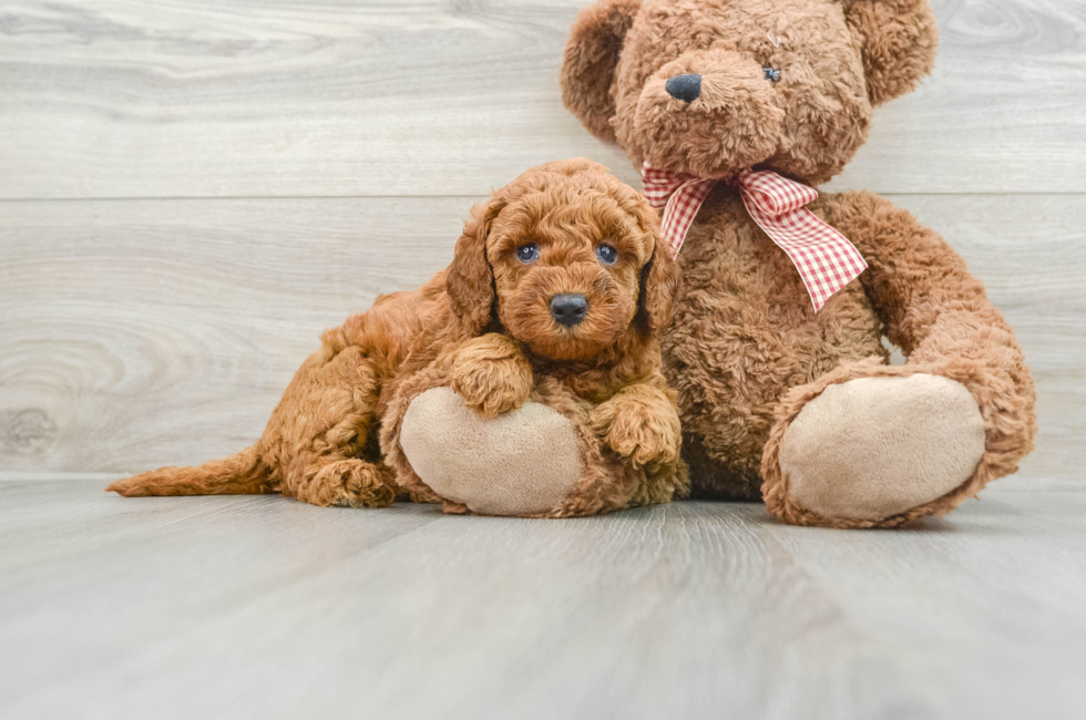 8 week old Mini Goldendoodle Puppy For Sale - Seaside Pups