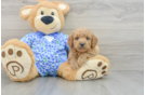 Mini Goldendoodle Puppy for Adoption