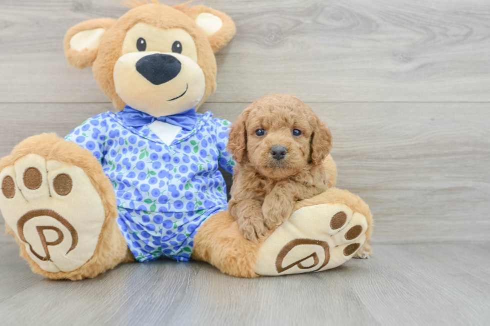 Mini Goldendoodle Puppy for Adoption