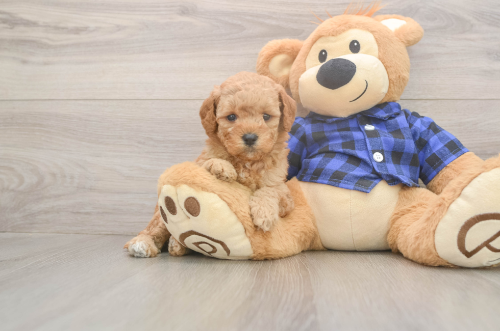 5 week old Mini Goldendoodle Puppy For Sale - Seaside Pups