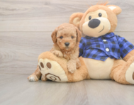 7 week old Mini Goldendoodle Puppy For Sale - Seaside Pups 7 week old Mini Goldendoodle Puppy For Sale - Seaside Pups