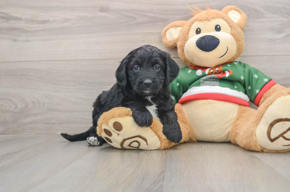 5 week old Mini Goldendoodle Puppy For Sale - Seaside Pups
