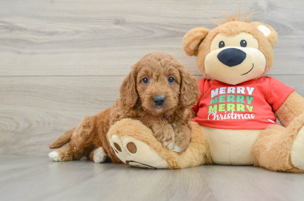 5 week old Mini Goldendoodle Puppy For Sale - Seaside Pups