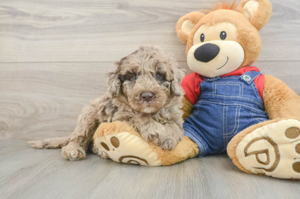 5 week old Mini Goldendoodle Puppy For Sale - Seaside Pups