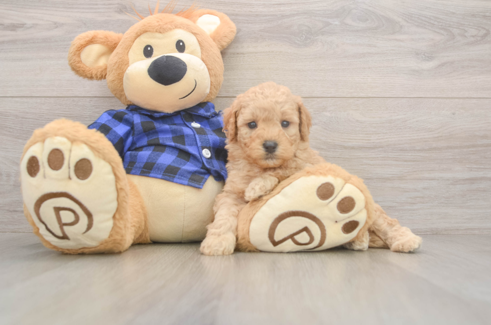 5 week old Mini Goldendoodle Puppy For Sale - Seaside Pups