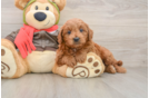 Mini Goldendoodle Pup Being Cute