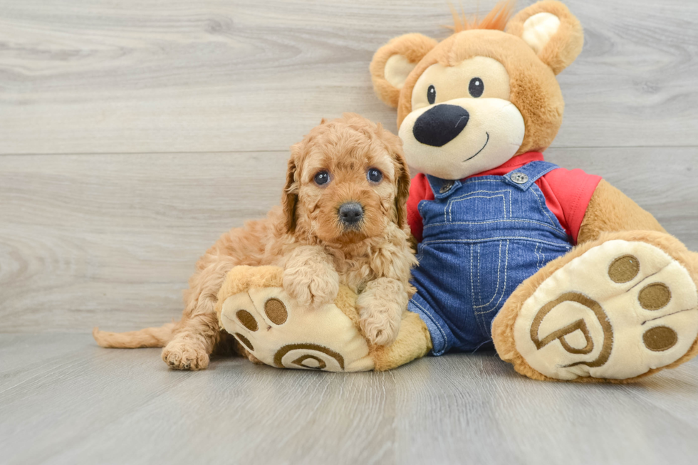 Best Mini Goldendoodle Baby